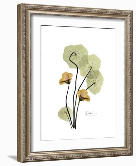 Nasturtium Portrait 2-Albert Koetsier-Framed Premium Giclee Print