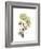 Nasturtium Portrait 2-Albert Koetsier-Framed Premium Giclee Print