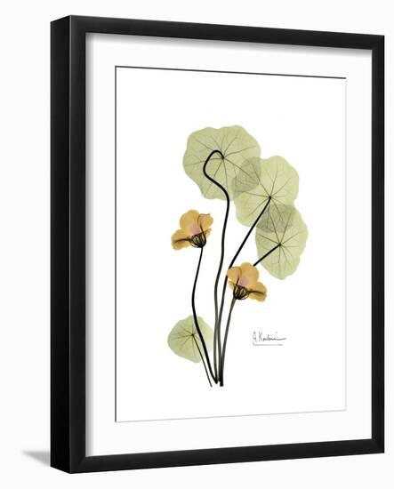 Nasturtium Portrait 2-Albert Koetsier-Framed Premium Giclee Print