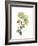 Nasturtium Portrait 2-Albert Koetsier-Framed Premium Giclee Print