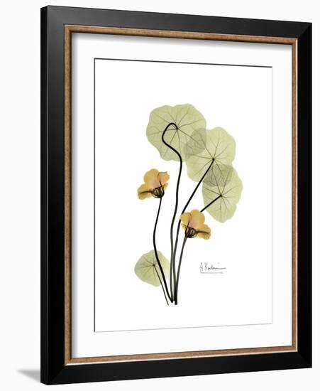 Nasturtium Portrait 2-Albert Koetsier-Framed Premium Giclee Print