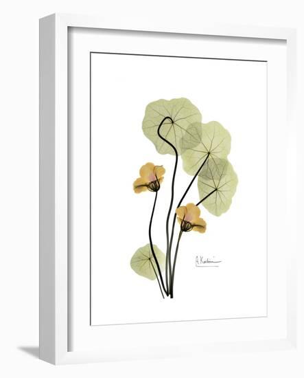 Nasturtium Portrait 2-Albert Koetsier-Framed Premium Giclee Print