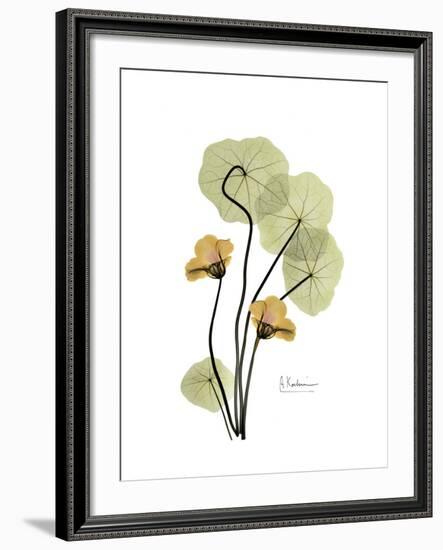 Nasturtium Portrait 2-Albert Koetsier-Framed Premium Giclee Print