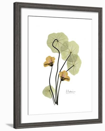 Nasturtium Portrait 2-Albert Koetsier-Framed Premium Giclee Print