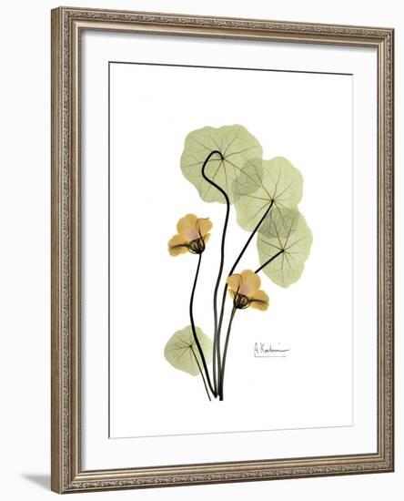 Nasturtium Portrait 2-Albert Koetsier-Framed Premium Giclee Print