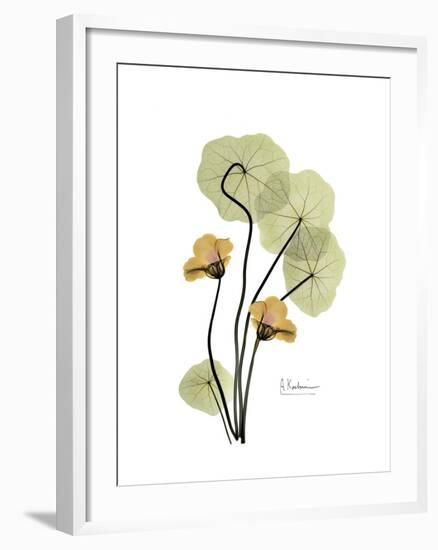 Nasturtium Portrait 2-Albert Koetsier-Framed Premium Giclee Print