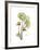 Nasturtium Portrait 2-Albert Koetsier-Framed Premium Giclee Print