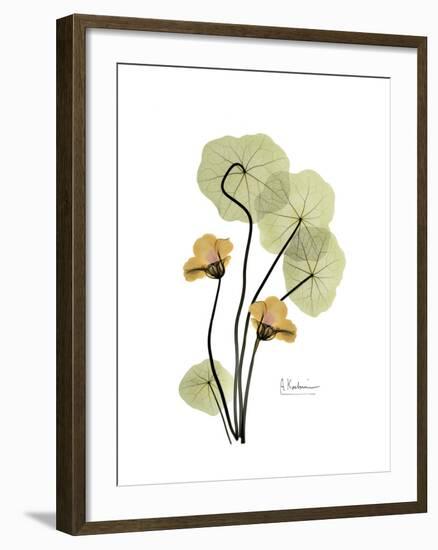 Nasturtium Portrait 2-Albert Koetsier-Framed Premium Giclee Print