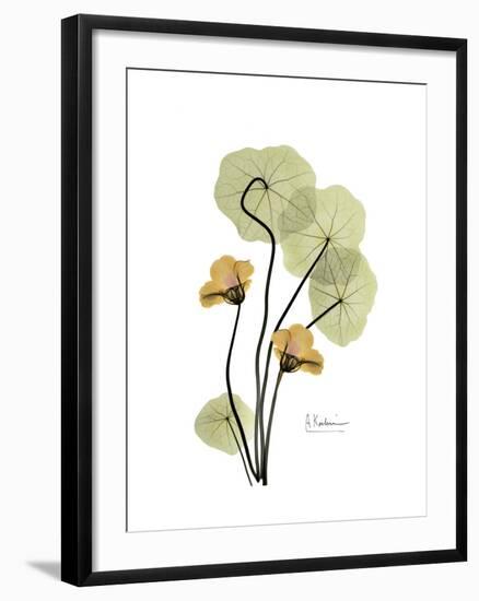 Nasturtium Portrait 2-Albert Koetsier-Framed Premium Giclee Print