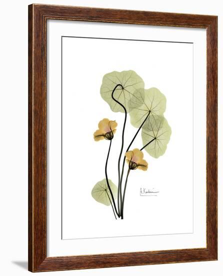 Nasturtium Portrait 2-Albert Koetsier-Framed Premium Giclee Print