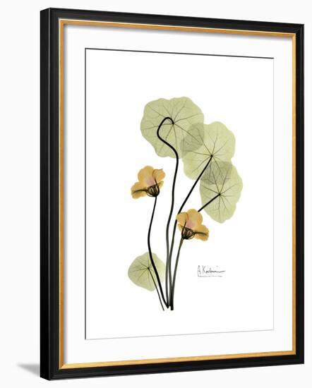 Nasturtium Portrait 2-Albert Koetsier-Framed Premium Giclee Print