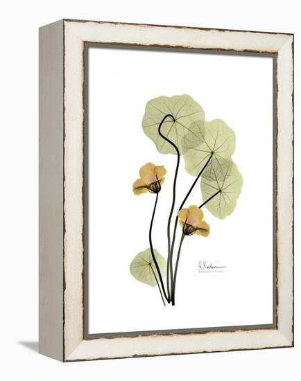 Nasturtium Portrait 2-Albert Koetsier-Framed Stretched Canvas