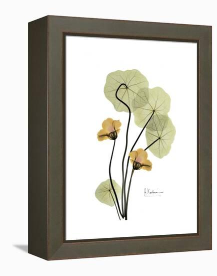 Nasturtium Portrait 2-Albert Koetsier-Framed Stretched Canvas