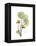 Nasturtium Portrait 2-Albert Koetsier-Framed Stretched Canvas