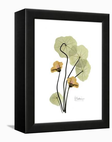 Nasturtium Portrait 2-Albert Koetsier-Framed Stretched Canvas