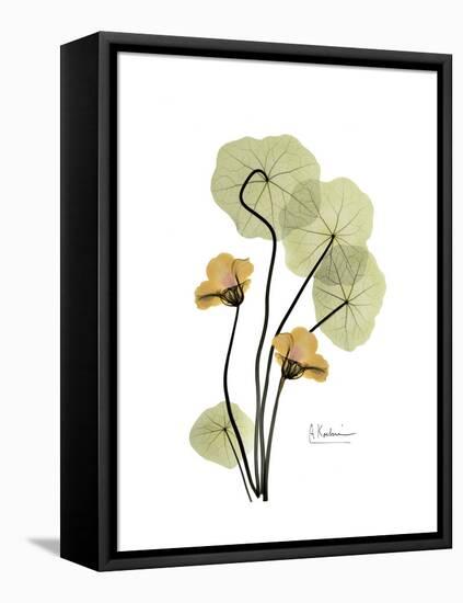 Nasturtium Portrait 2-Albert Koetsier-Framed Stretched Canvas