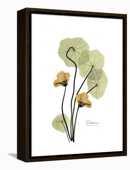 Nasturtium Portrait 2-Albert Koetsier-Framed Stretched Canvas