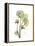 Nasturtium Portrait 2-Albert Koetsier-Framed Stretched Canvas