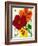 Nasturtium Seed Packet-Lantern Press-Framed Art Print