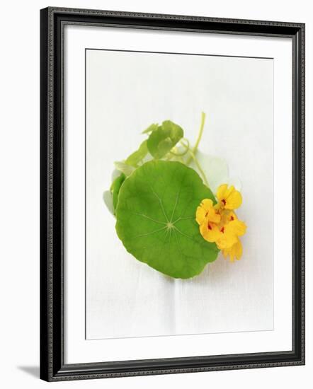 Nasturtium with Yellow Flower-Oliver Schwarzwald-Framed Photographic Print