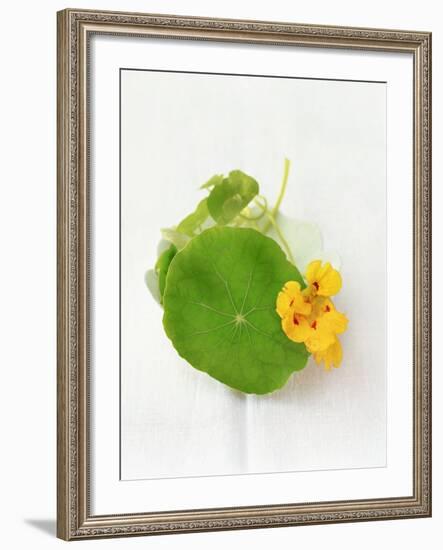 Nasturtium with Yellow Flower-Oliver Schwarzwald-Framed Photographic Print