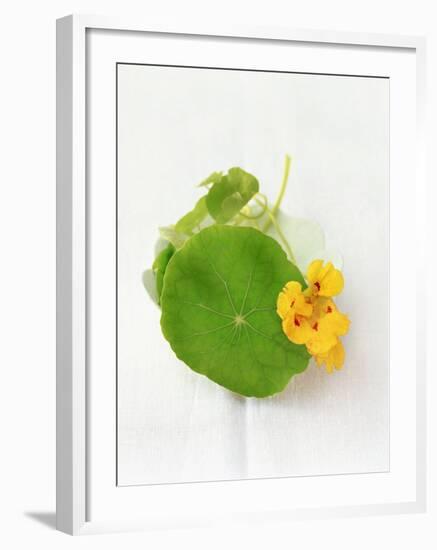 Nasturtium with Yellow Flower-Oliver Schwarzwald-Framed Photographic Print