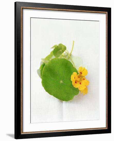 Nasturtium with Yellow Flower-Oliver Schwarzwald-Framed Photographic Print