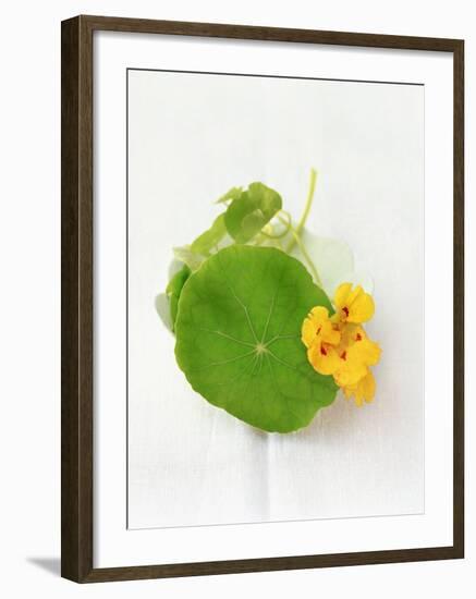 Nasturtium with Yellow Flower-Oliver Schwarzwald-Framed Photographic Print