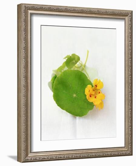 Nasturtium with Yellow Flower-Oliver Schwarzwald-Framed Photographic Print