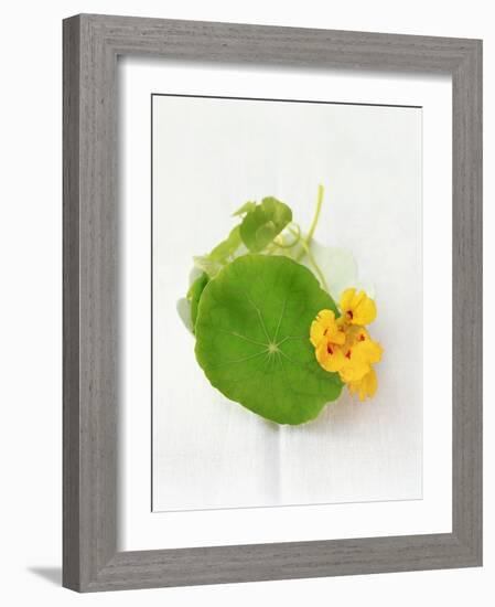 Nasturtium with Yellow Flower-Oliver Schwarzwald-Framed Photographic Print