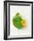 Nasturtium with Yellow Flower-Oliver Schwarzwald-Framed Photographic Print