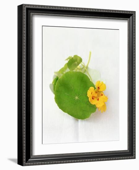 Nasturtium with Yellow Flower-Oliver Schwarzwald-Framed Photographic Print