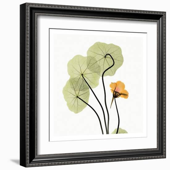 Nasturtium-Albert Koetsier-Framed Art Print