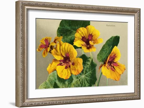 Nasturtium-null-Framed Art Print