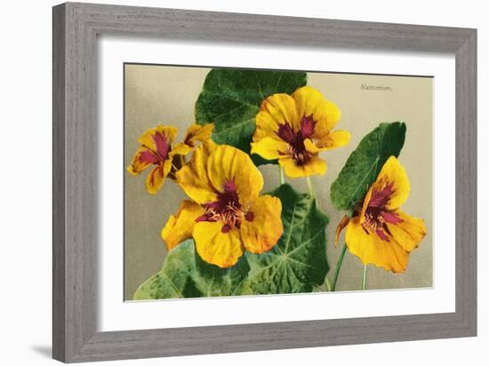 Nasturtium-null-Framed Art Print