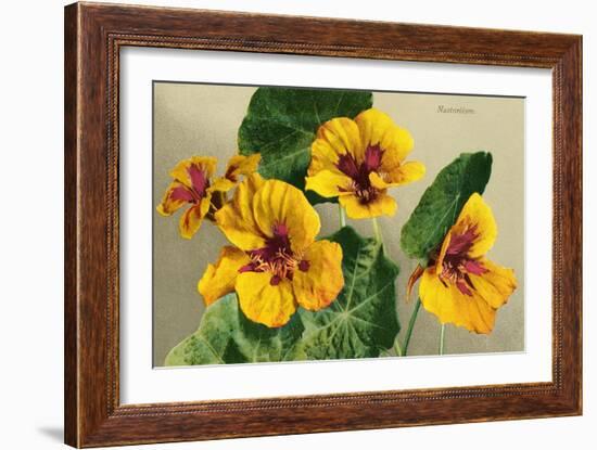 Nasturtium-null-Framed Art Print