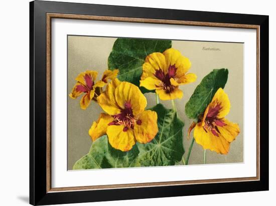 Nasturtium-null-Framed Art Print