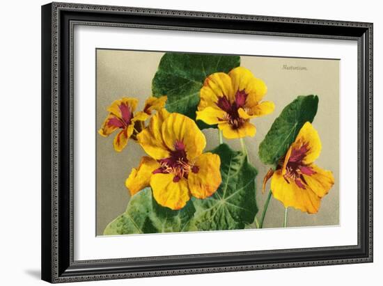 Nasturtium-null-Framed Art Print