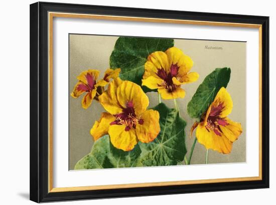 Nasturtium-null-Framed Art Print