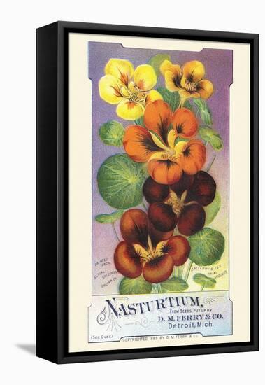 Nasturtium-null-Framed Stretched Canvas