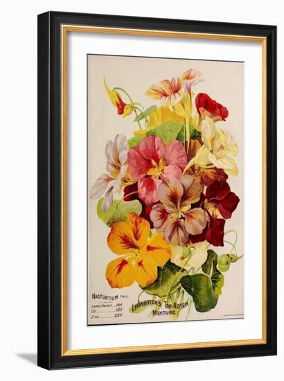 Nasturtium-Vintage Apple Collection-Framed Giclee Print