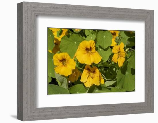 Nasturtiums growing in and around a plant cage-Janet Horton-Framed Photographic Print