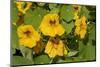 Nasturtiums growing in and around a plant cage-Janet Horton-Mounted Photographic Print