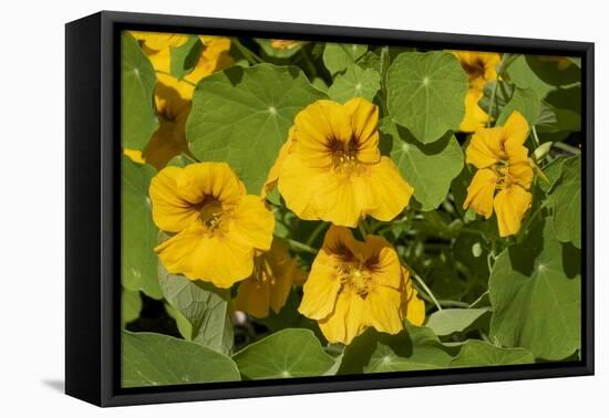 Nasturtiums growing in and around a plant cage-Janet Horton-Framed Premier Image Canvas