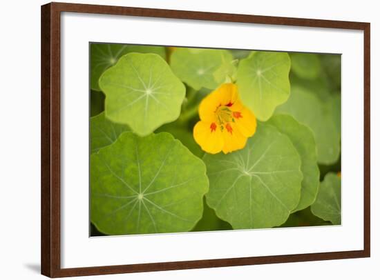 Nasturtiums I-Karyn Millet-Framed Photographic Print