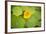 Nasturtiums I-Karyn Millet-Framed Photographic Print