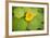 Nasturtiums I-Karyn Millet-Framed Photographic Print