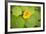 Nasturtiums I-Karyn Millet-Framed Photographic Print