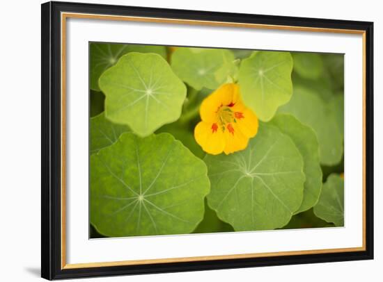 Nasturtiums I-Karyn Millet-Framed Photographic Print