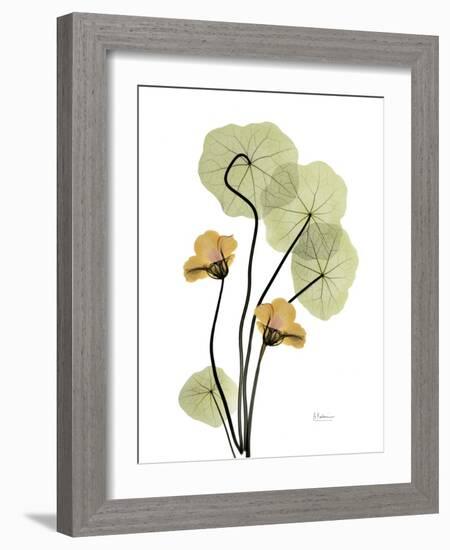 Nasturtiums L192-Albert Koetsier-Framed Photographic Print